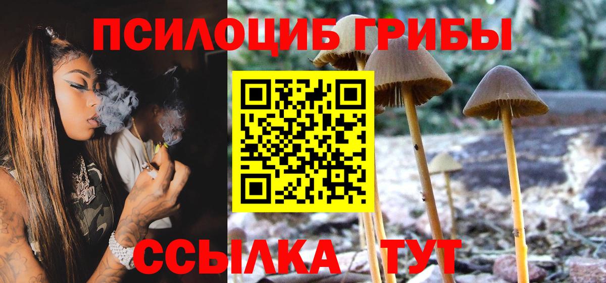 Галлюциногенные грибы Psilocybe Тара